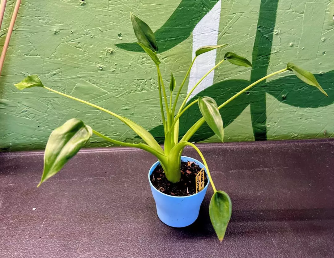 Alocasia Tiny Dancer thumbnail