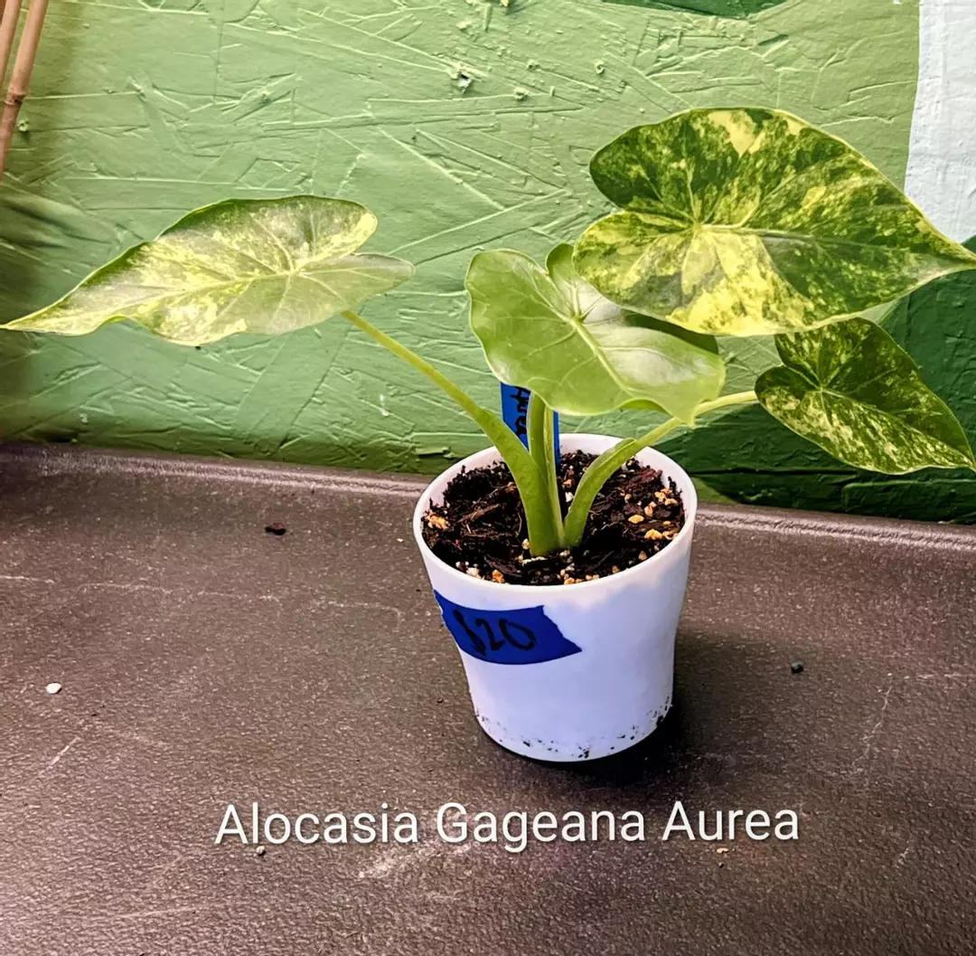 Alocasia Gageana Aurea - 4" pot thumbnail