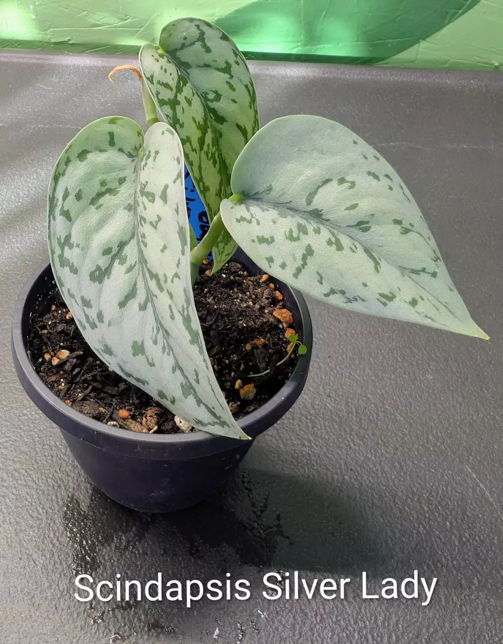 Scindapsis Silver Lady thumbnail