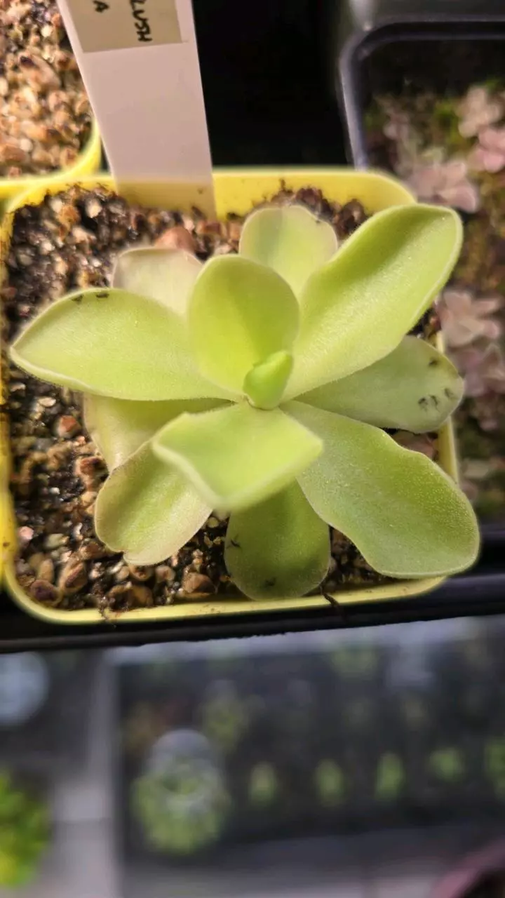 Ping Gigantia Red Flush x Cyclosecta thumbnail
