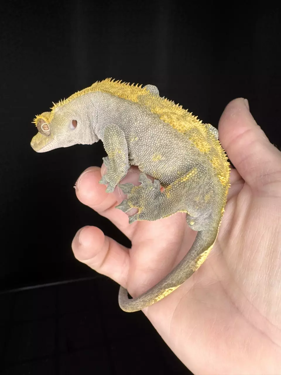 Halloween RTB male Olive base thumbnail