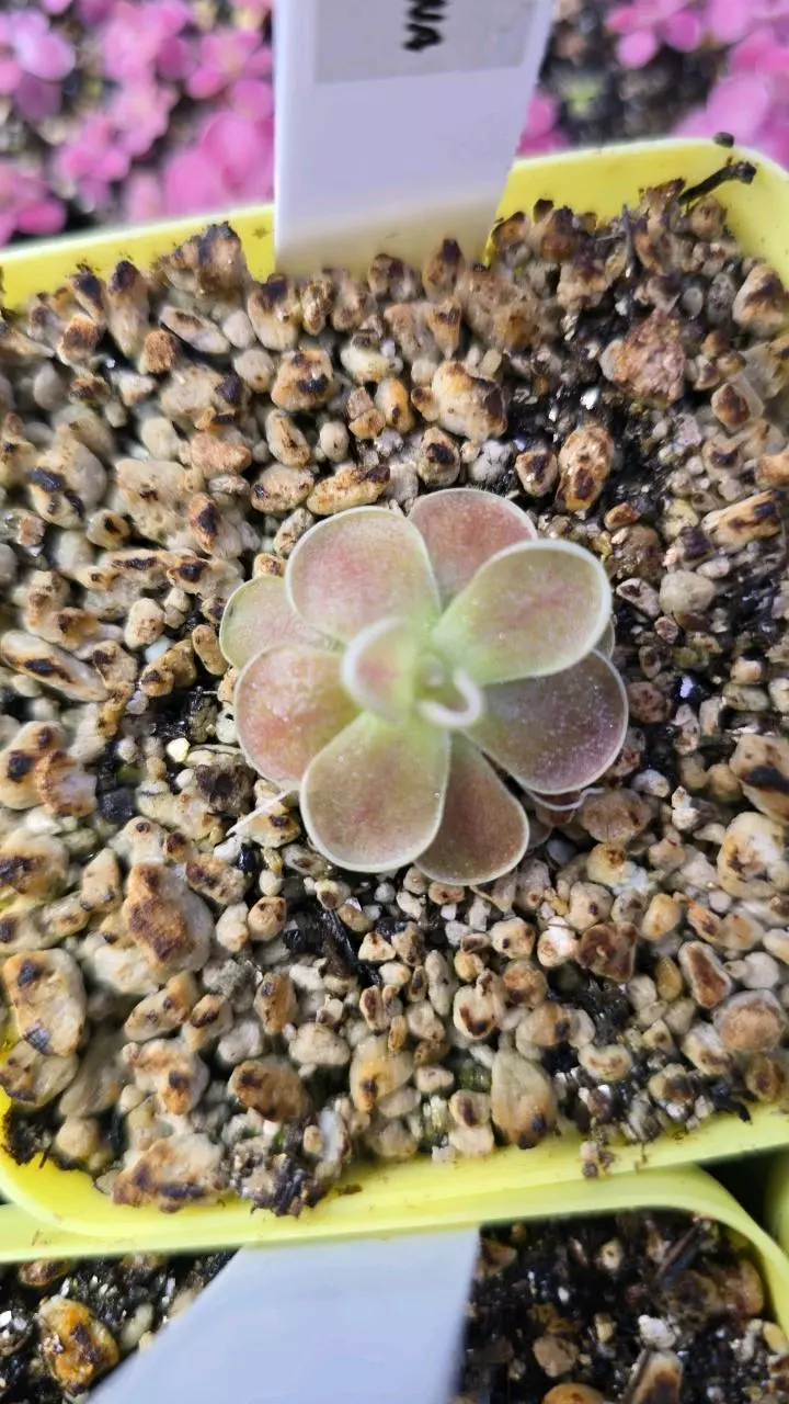 Ping Debberiana (sample photo) thumbnail