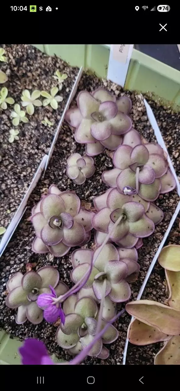 Ping Leilani (sample photo) thumbnail