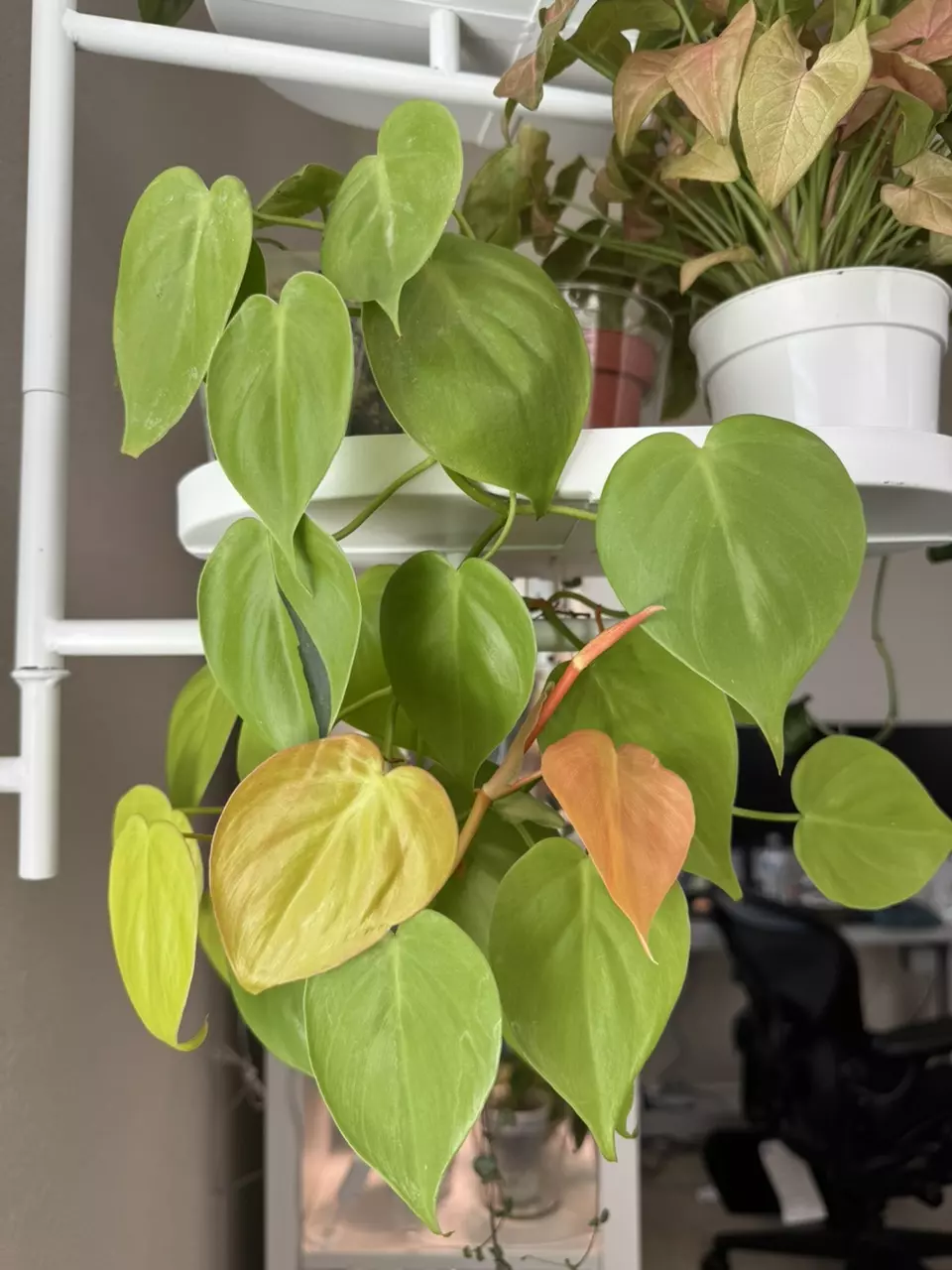 Philo heart neon thumbnail