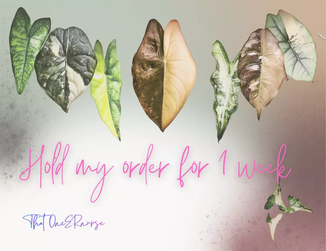 If you’d like shipping on your order held until the following week thumbnail