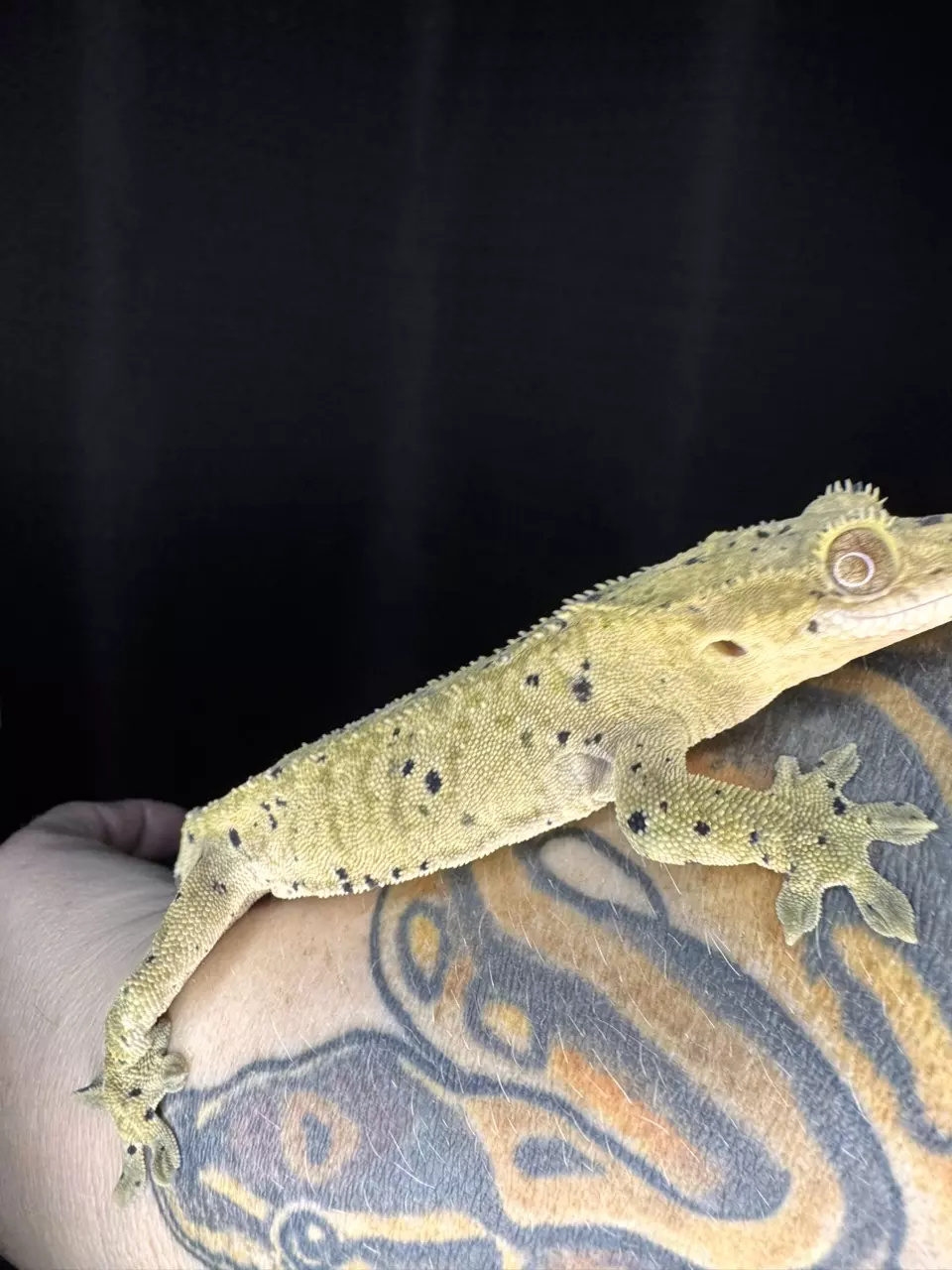 Olive base super Dalmatian RTB male thumbnail