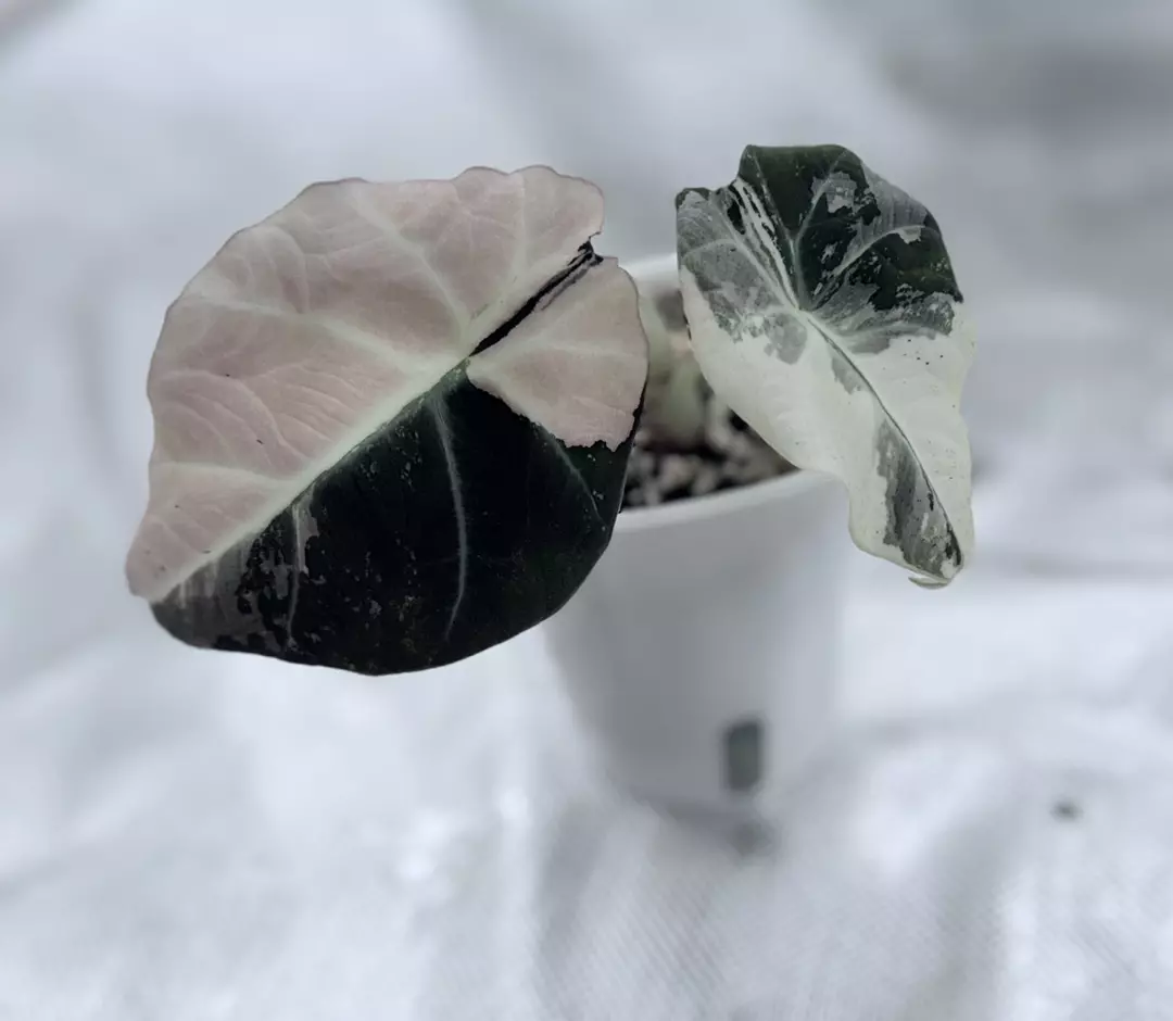 Pink Black Velvet Corm thumbnail