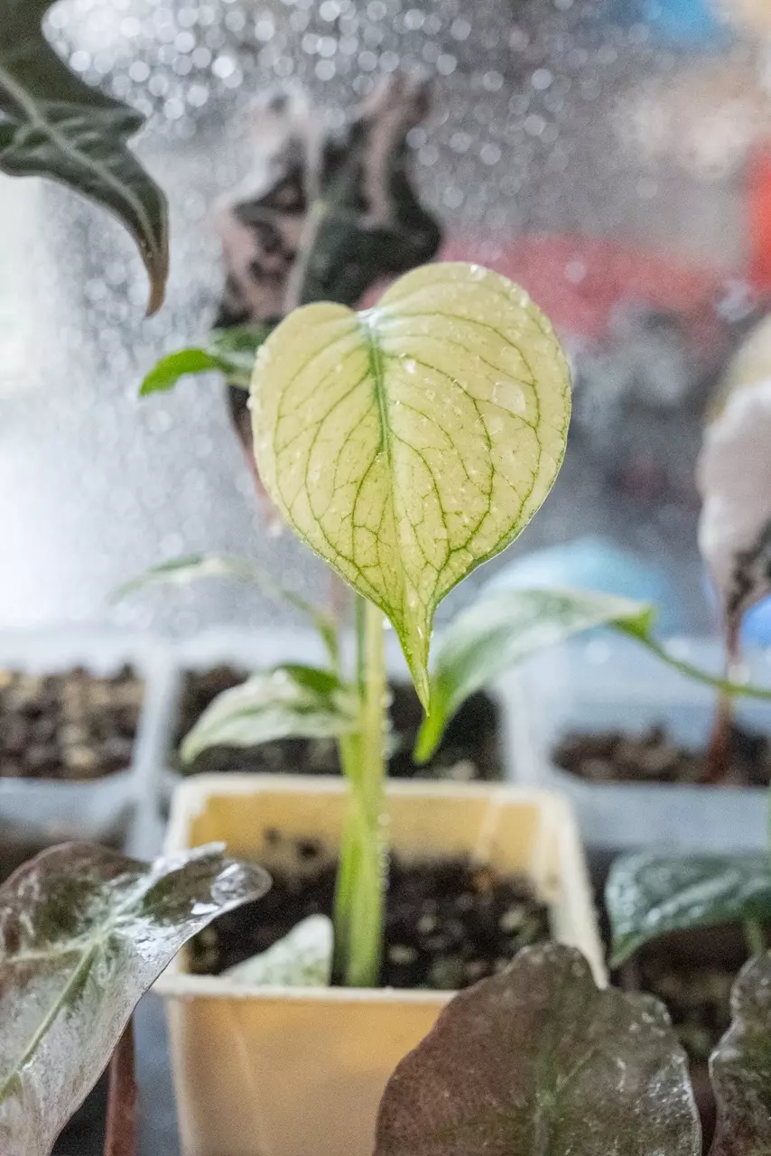 White Monster Monstera Small Plant thumbnail