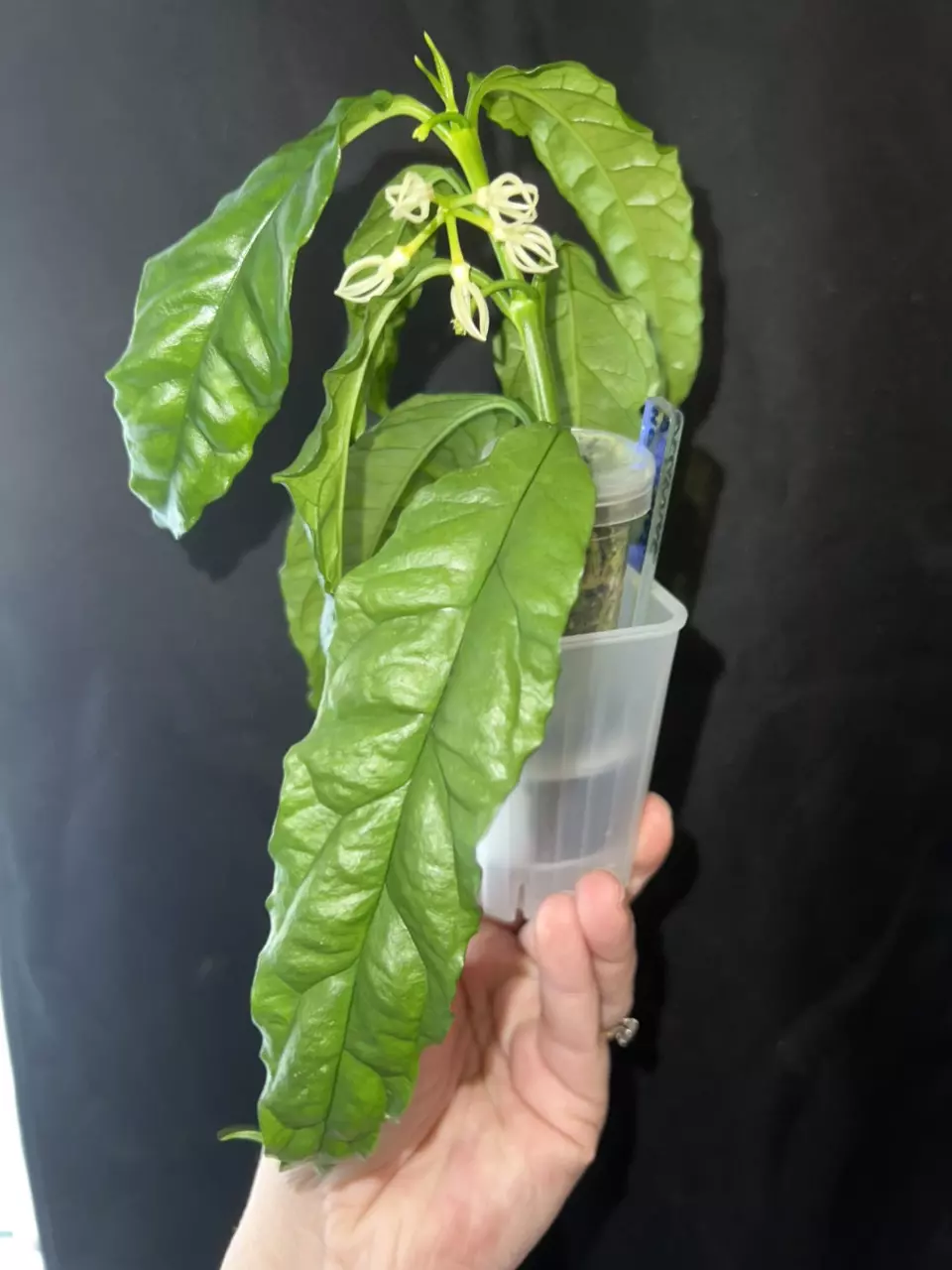 Hoya decipulae thumbnail