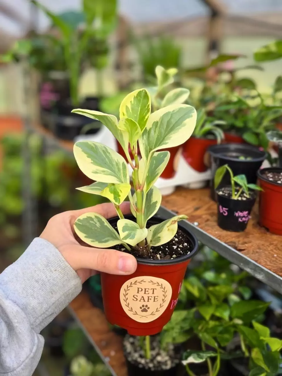 Variegated Baby Rubber Plant | Peperomia obtusifolia variegata (4" nursery pot) thumbnail