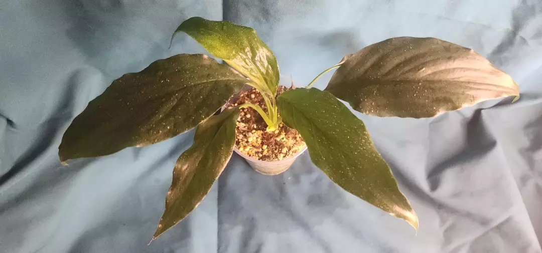 Spathiphyllum sp. thumbnail