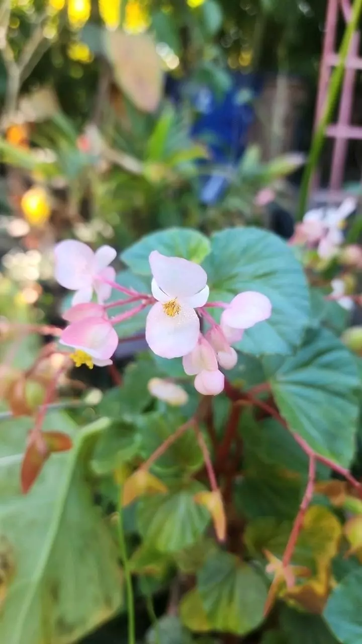 Begonia Rubropilosa thumbnail