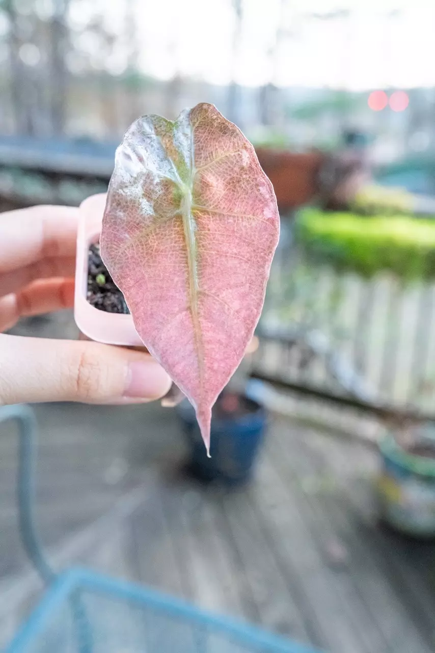 Alocasia Amazonica Pink Variegated Starter Plant thumbnail