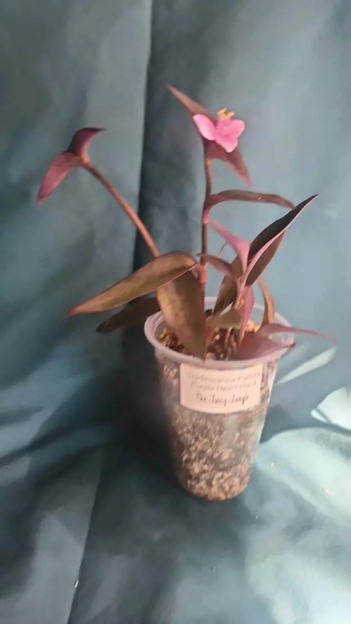 Tradescantia Pallida thumbnail