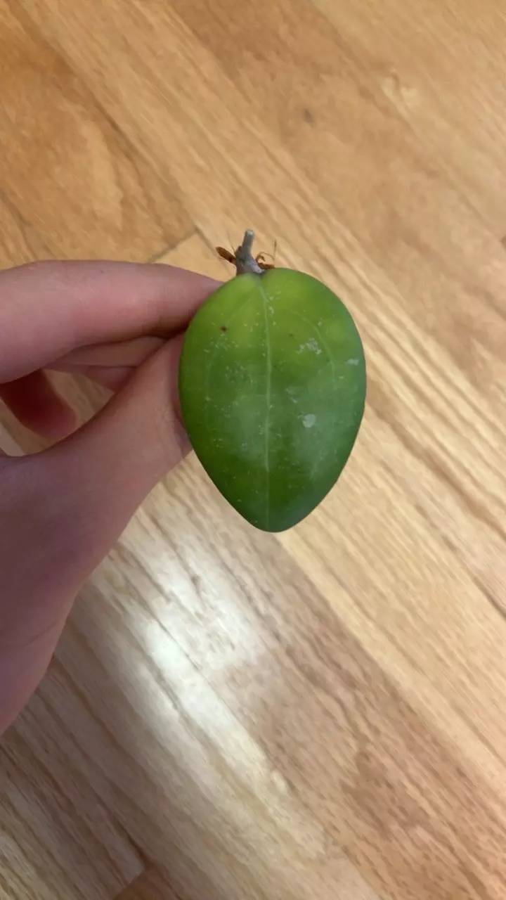 Hoya hat som paen thumbnail