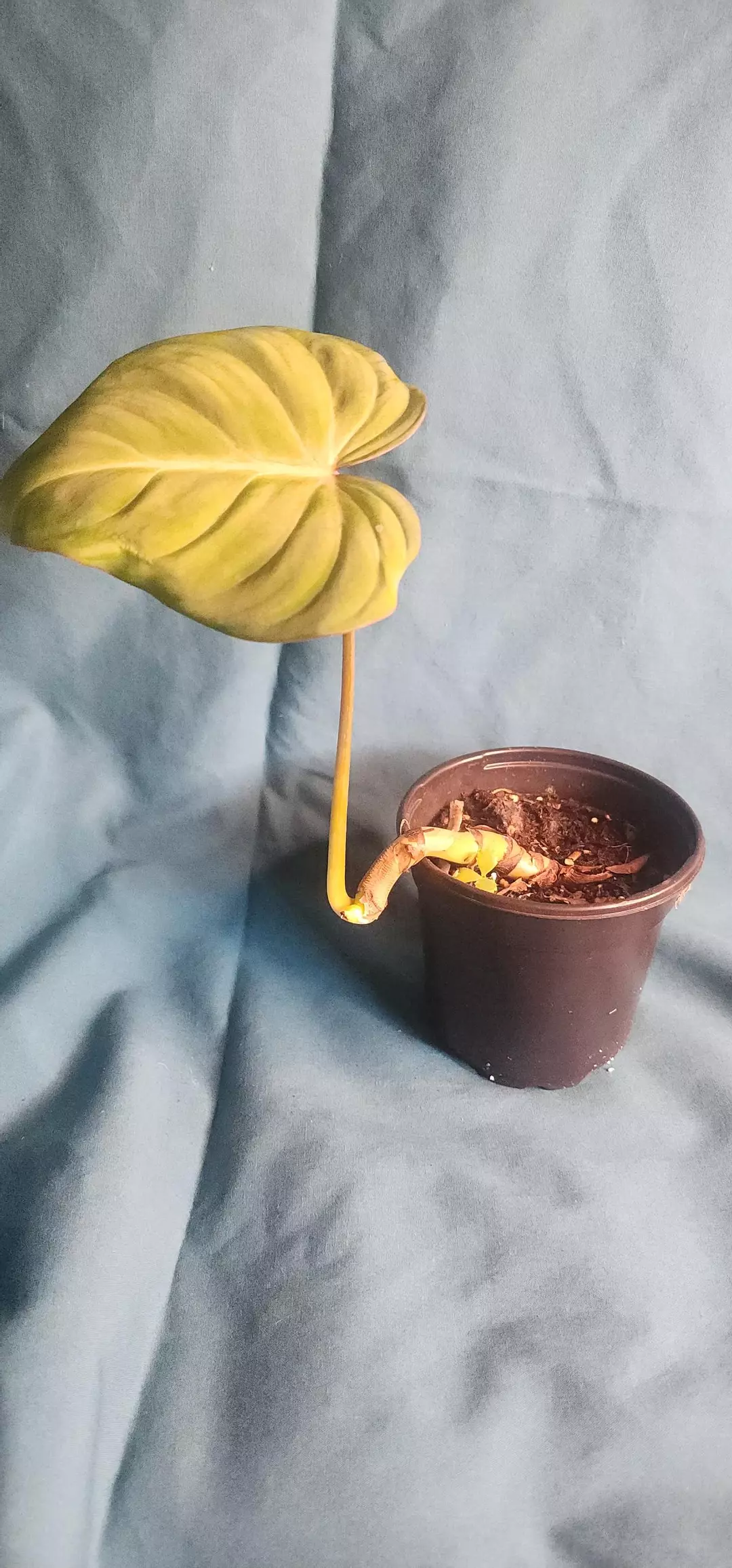 Philodendron Gloriosum thumbnail