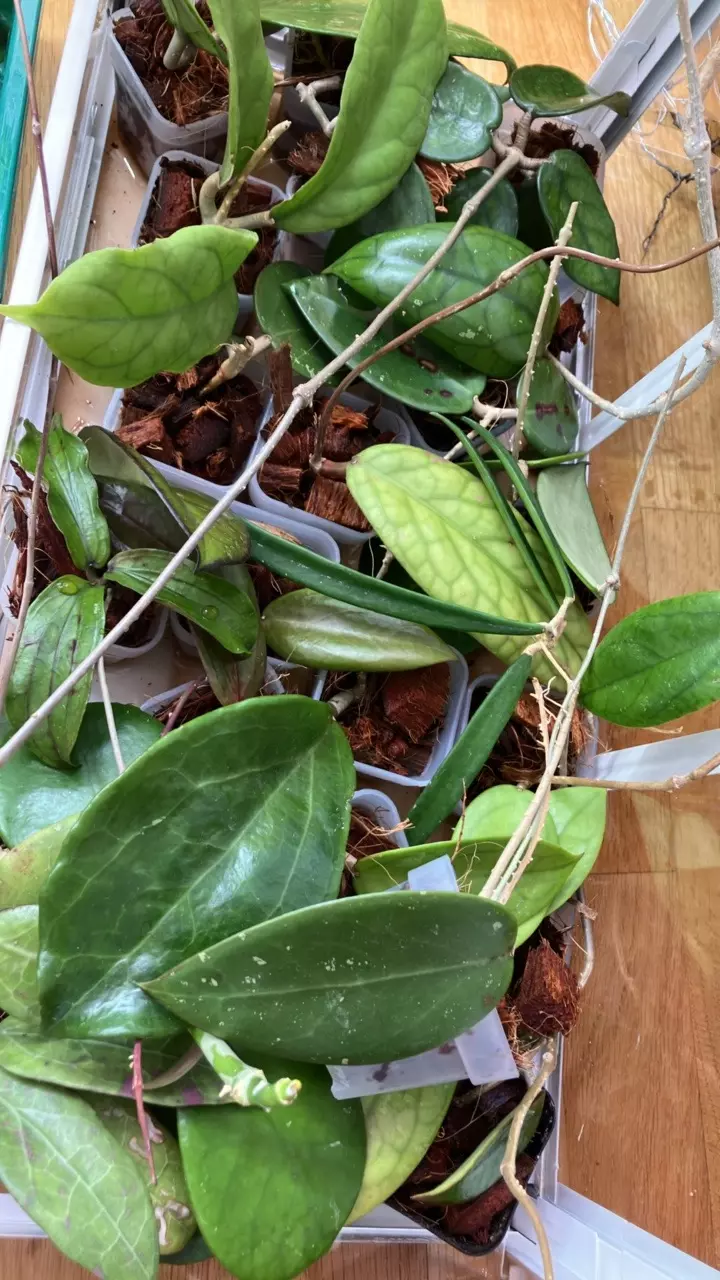 Hoya mystery cutting bundle. 4 cuttings thumbnail