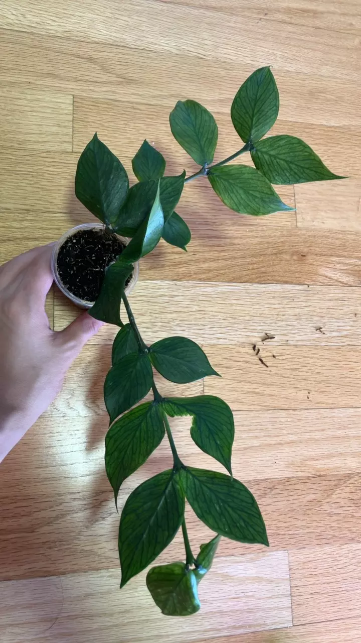 Hoya Polyneura thumbnail