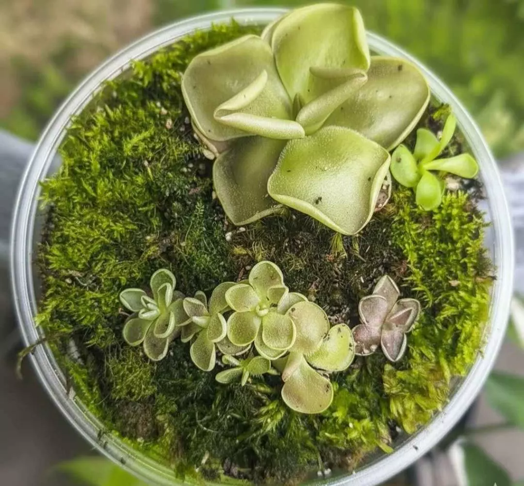 🌱 Custom Miniature Bog Gardens – Made Just for You 🌱 thumbnail