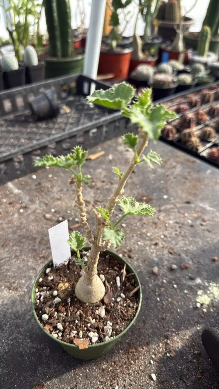 Dendrosicyos socotranum thumbnail