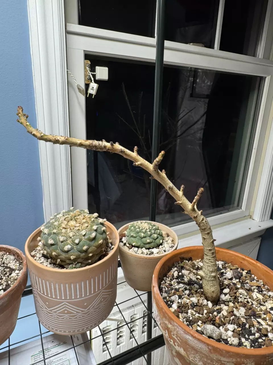 Boswellia Nana Frankincense Tree Large - Dwarf Caudex Succulent Tree of Socotra thumbnail