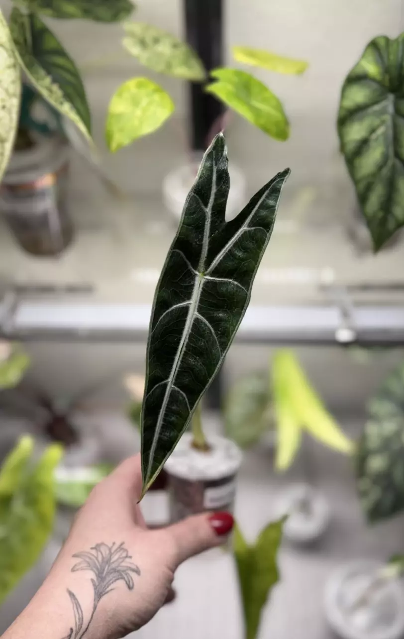 Alocasia Purple Longiloba corm (mama NFS) thumbnail