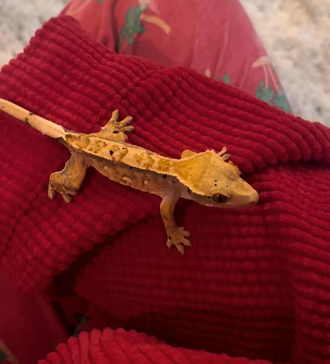 Dahlia - Pretty Tangerine Tri-Color Dalmatian thumbnail