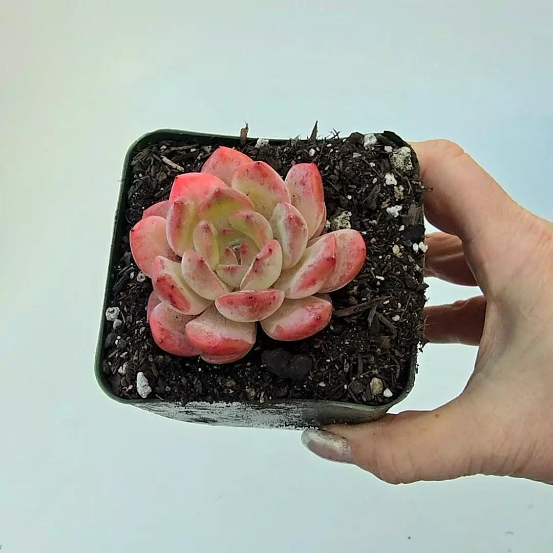 Echeveria Red Sleeve GC thumbnail