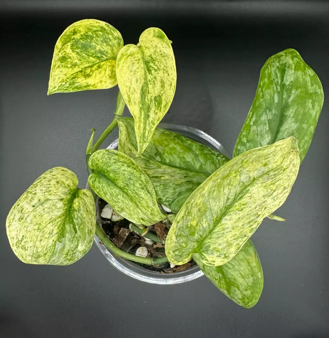 Scindapsus Halimoon thumbnail