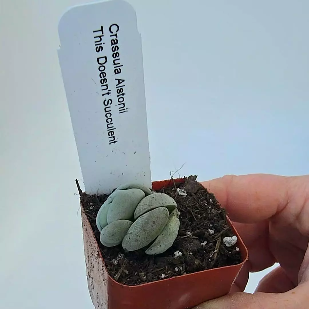 Crassula Alstonii GC thumbnail