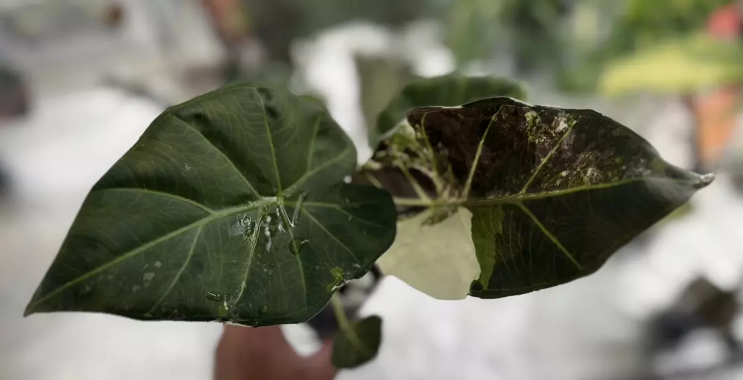 Regal Shield Albo Corms thumbnail