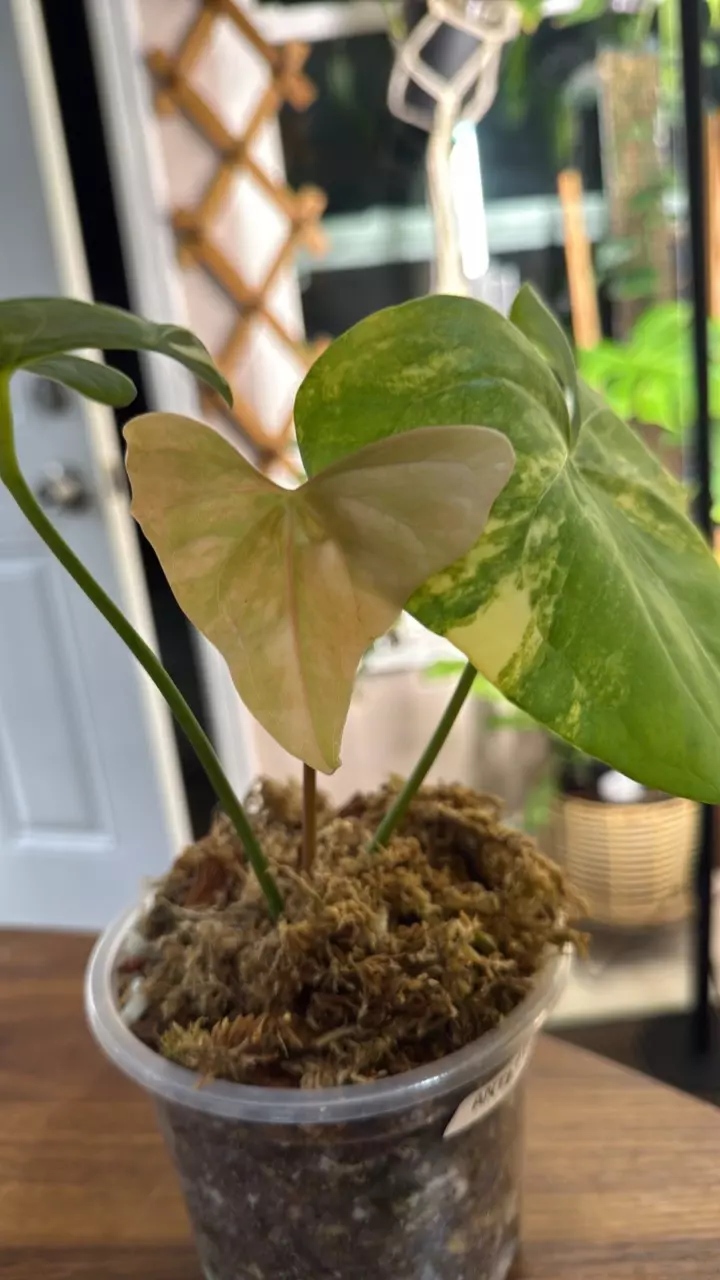 Anthurium Pterodactyl Variegated thumbnail