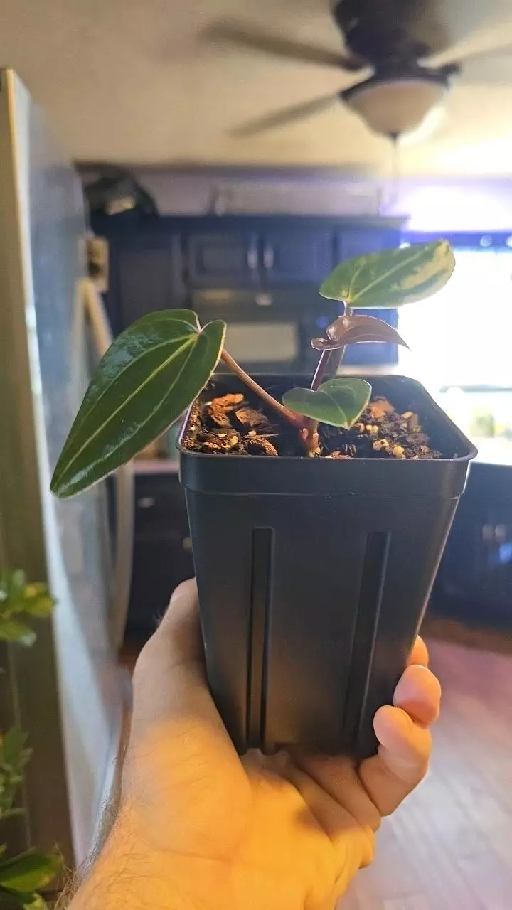 Anthurium TALL/(AoS x Forgetii) x Nigrolaminum "Gigi" - 021 thumbnail