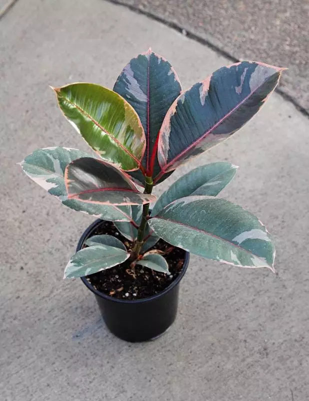 6” Ficus Ruby | Pink Variegated Rubber Plant | Live Indoor Houseplant | ISHY PLANT thumbnail