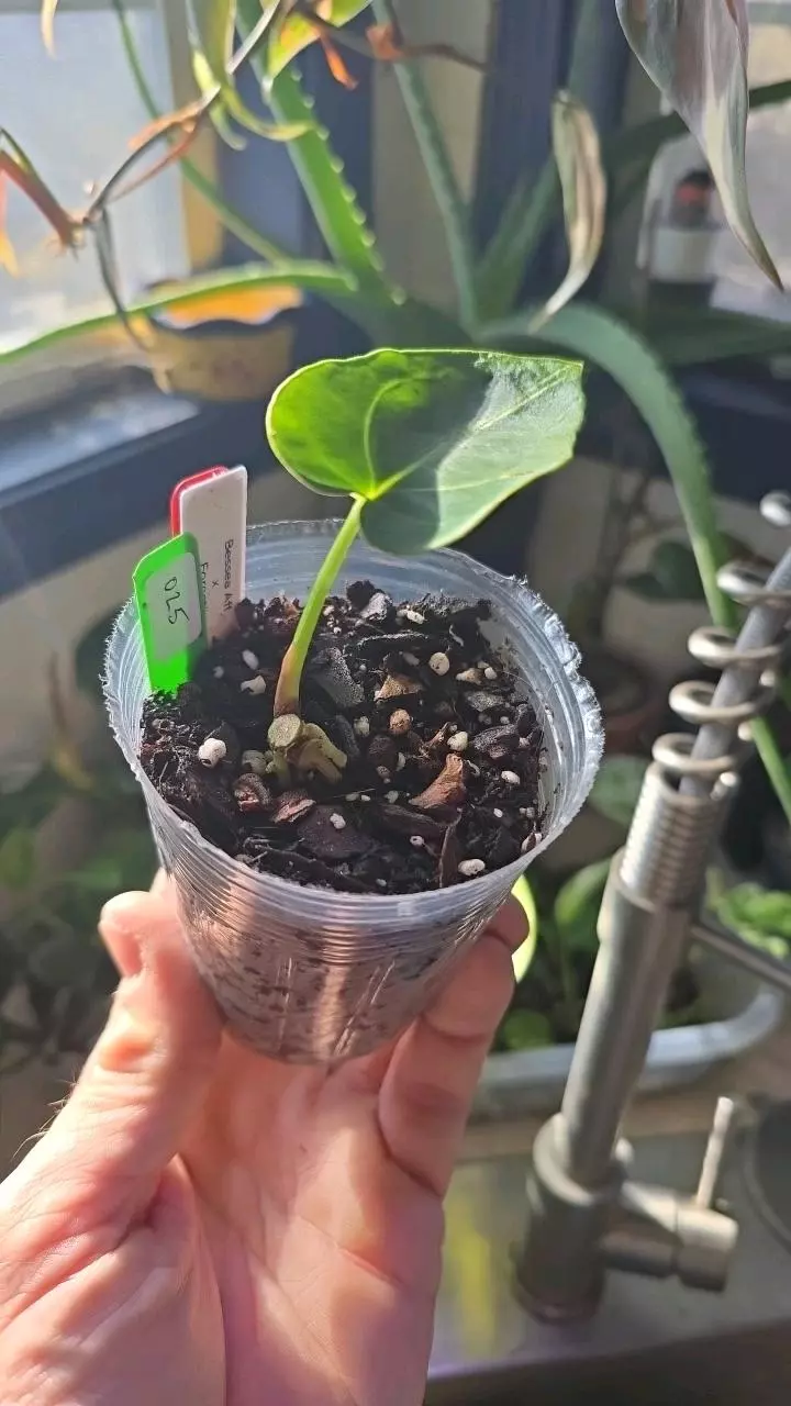 Anthirium Besseae Aff x Forgetii - 025 thumbnail