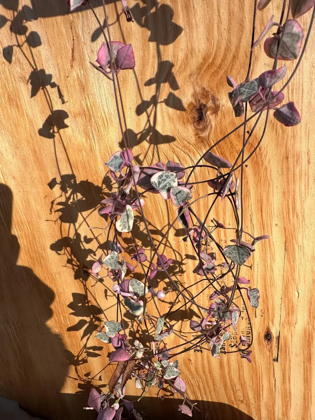 4.5" Variegated String of Hearts — Ceropegia Woodii Variegata | Trailing Pink & Cream Leaves thumbnail