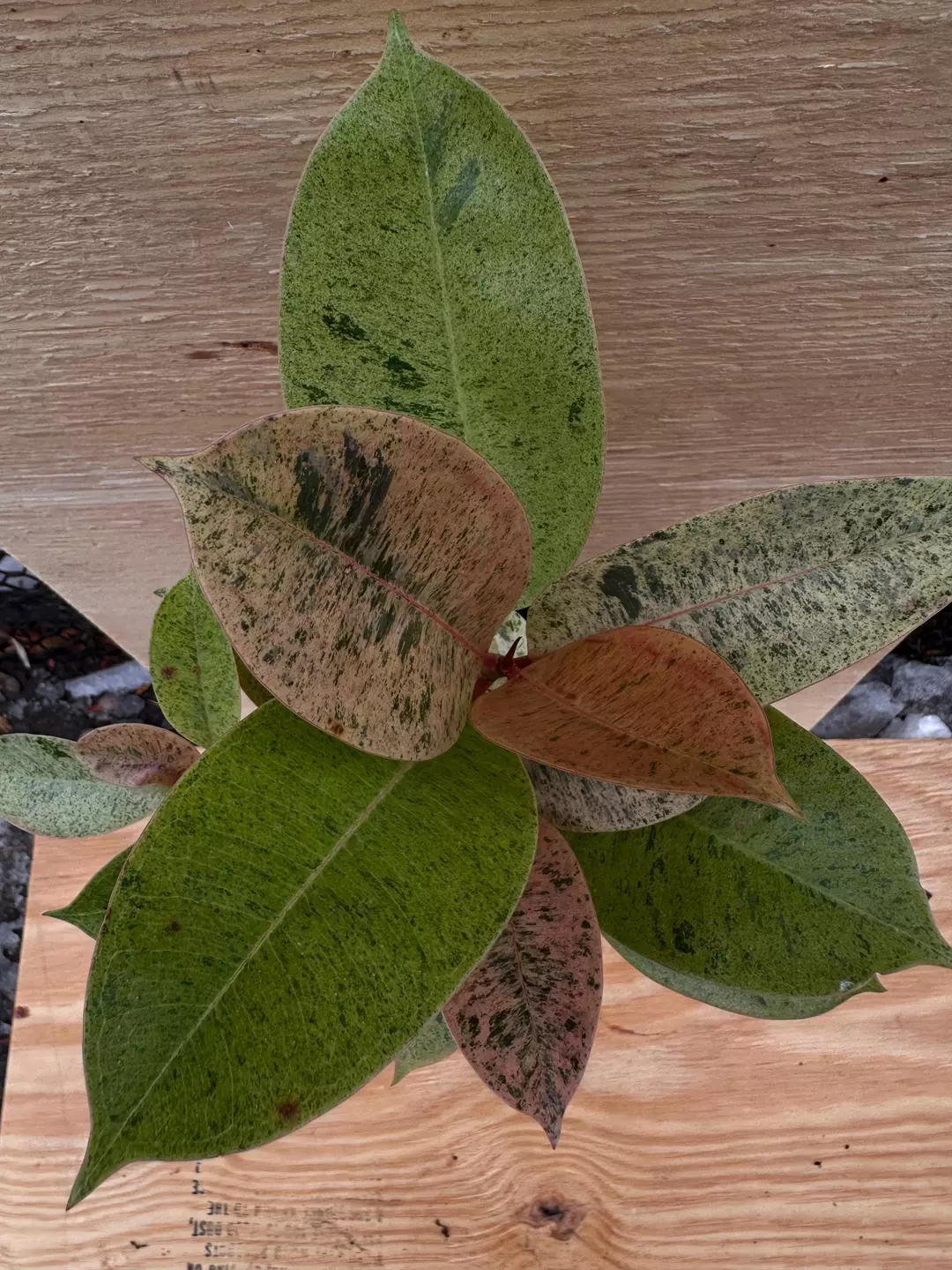 6” Ficus Shiveriana ‘Moonshine’ Variegated | Rare Cream & Green Ficus | ISHY PLANT thumbnail