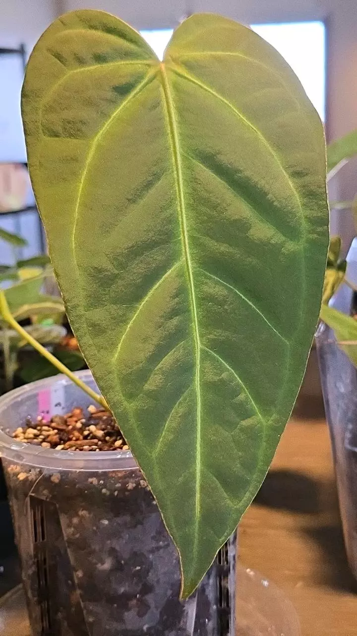 Anthurium Non-Regale NOID x Tim Anderson "Crystal Mag/Tims Black - 028 thumbnail