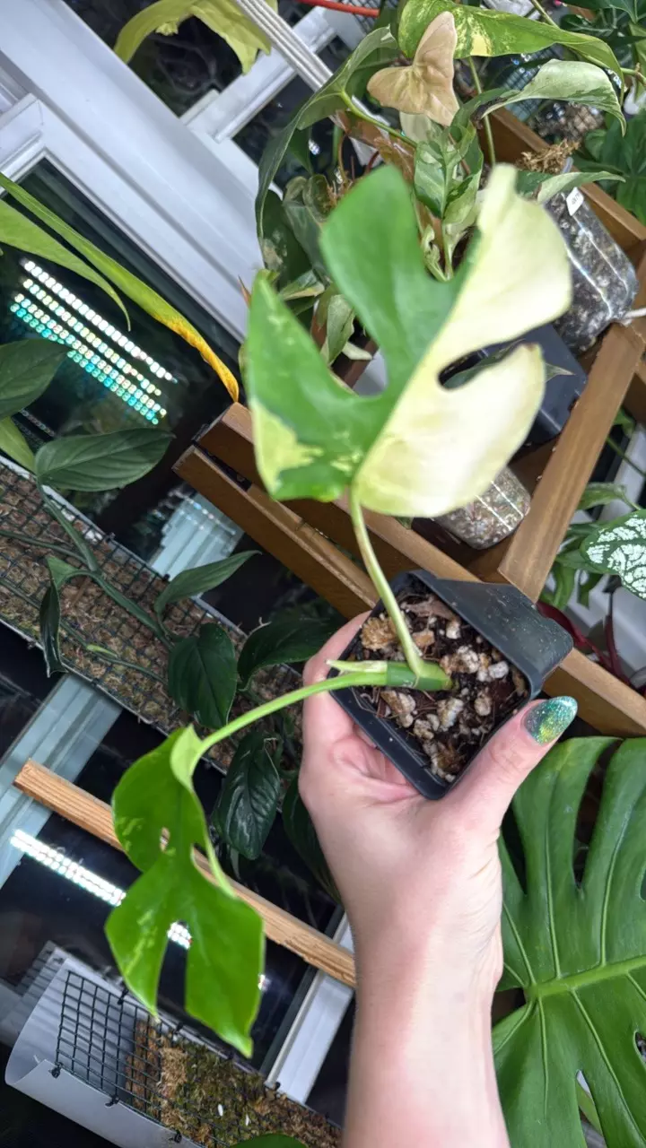 Raphidophora Tetrasperma Albo variegated thumbnail