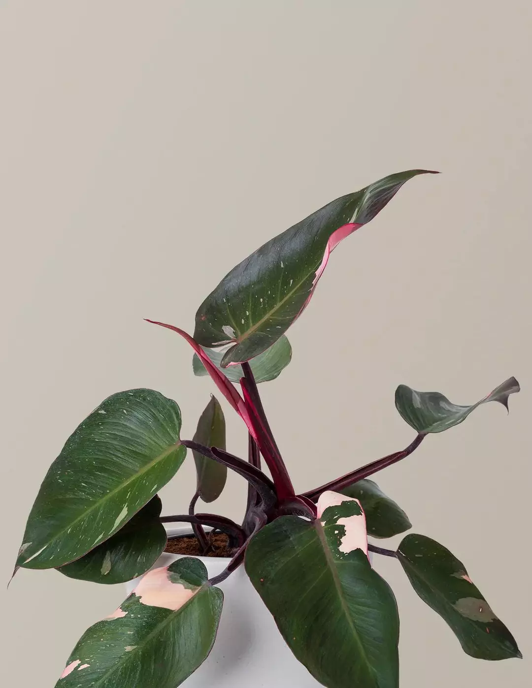 4” Philodendron Pink Princess | Rare Pink Variegated Aroid | ISHY PLANT thumbnail