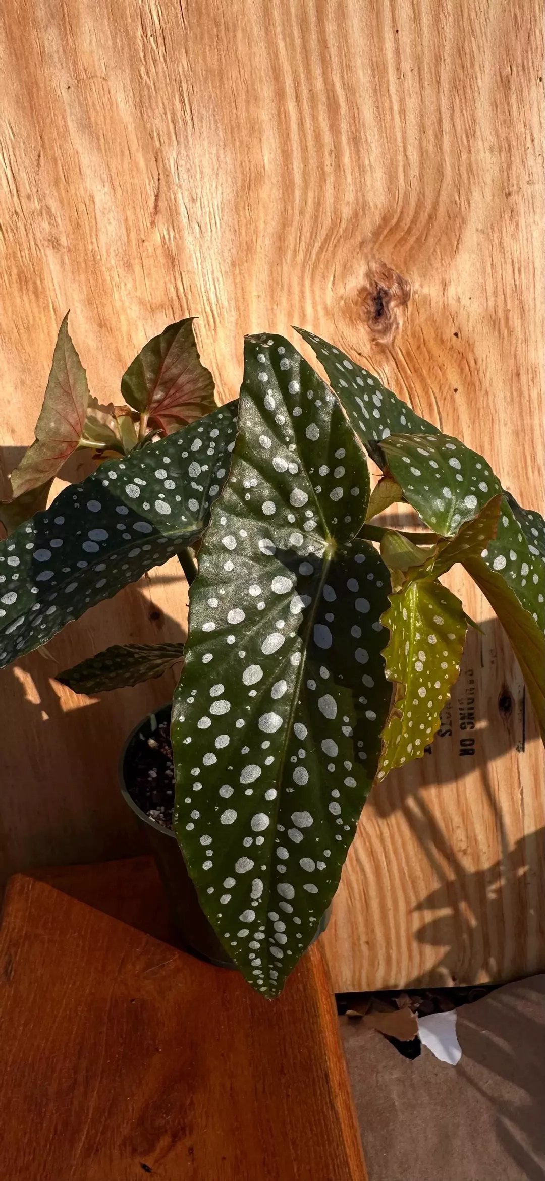 4" Begonia White Ice — Frosty Silver Leaves | Rare Begonia | Textured Foliage thumbnail
