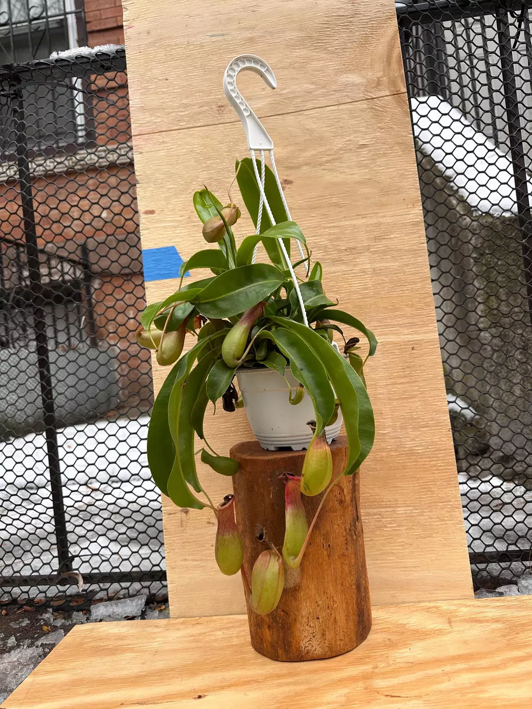 6” Nepenthes Miranda Hanging Pitcher Plant – Carnivorous Tropical Houseplant | Rare Large Pitcher Vine | Live Indoor Plant by Ishy’s Plants thumbnail