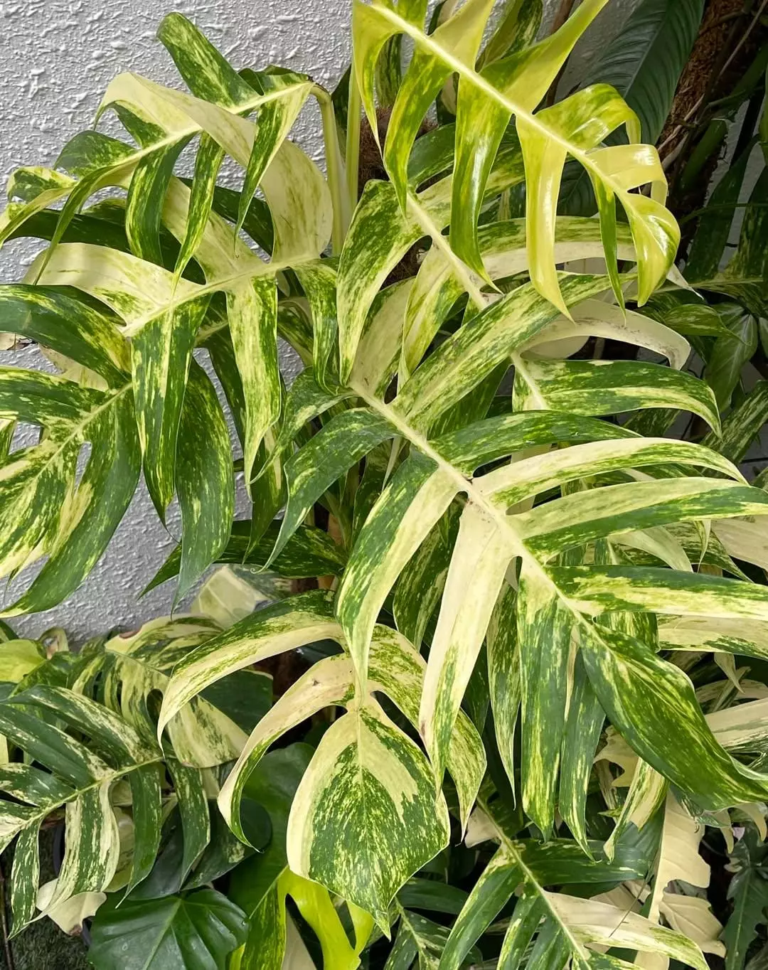 2” Epipremnum Golden Flame – Rare Aroid | Yellow Variegated Pothos thumbnail