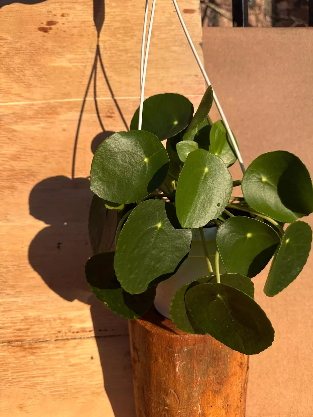 6" Hanging Basket — Pilea Peperomioides (Chinese Money Plant) | Pancake Plant thumbnail