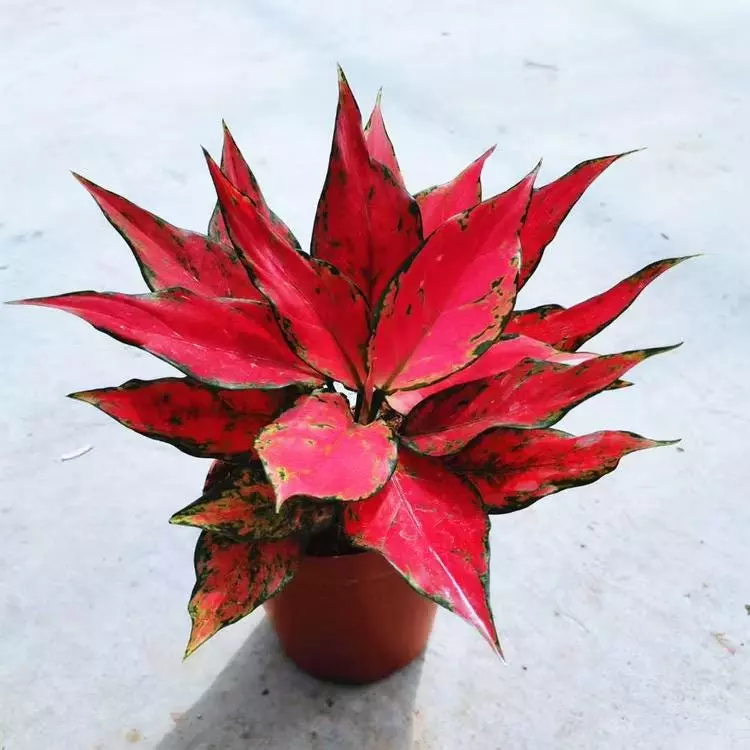 4” Aglaonema Ruby Garuda | Vibrant Red & Pink Aglaonema | Easy-Care Tropical Plant | ISHY PLANT thumbnail