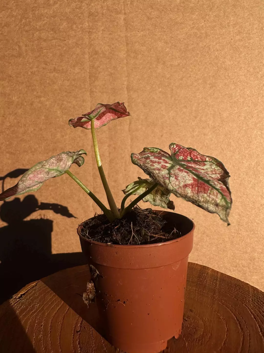 2” Wedding Dress Caladium – Rare White Caladium | Heart-Shaped Variegated Plant thumbnail