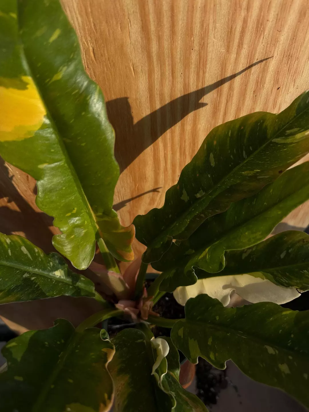 4" Philodendron Ring of Fire — Rare Aroid | Variegated Orange/Yellow/Green Leaves thumbnail