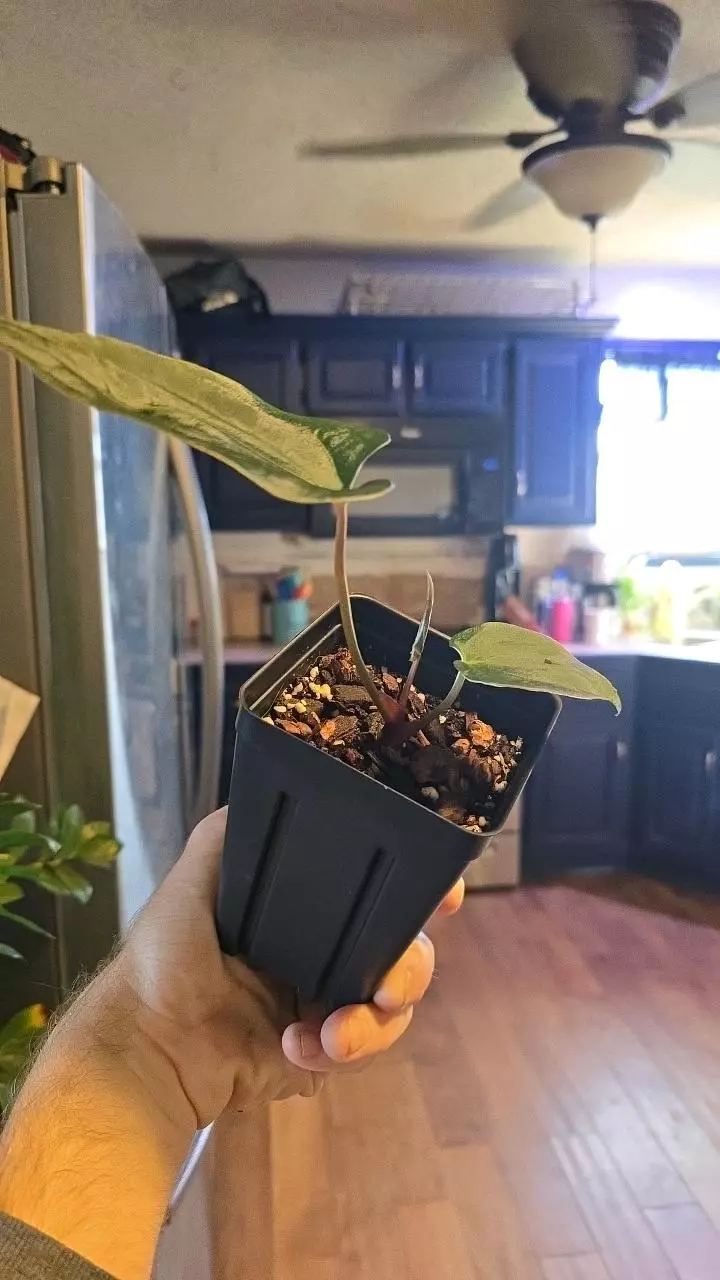 Anthurium TALL Stripey Mag x Pap Long - 020 thumbnail