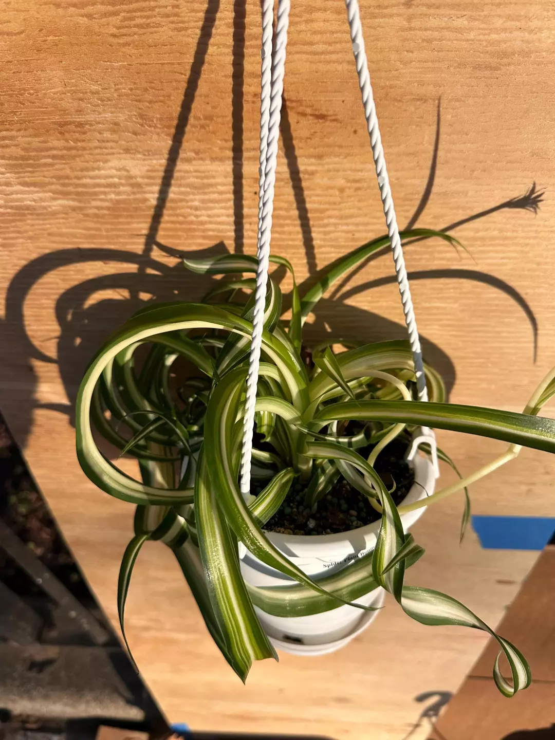 4.5" Hanging Basket — Spider Plant ‘Bonnie’ | Curly Variegated Leaves | Easy-Care Air-Purifying Houseplant thumbnail