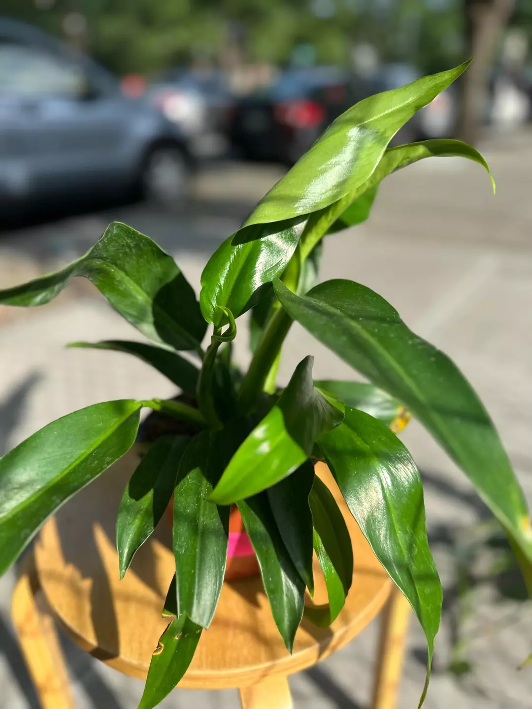 6” Philodendron ruizii – Rare Upright Aroid | Velvet Leaf Tropical Plant thumbnail